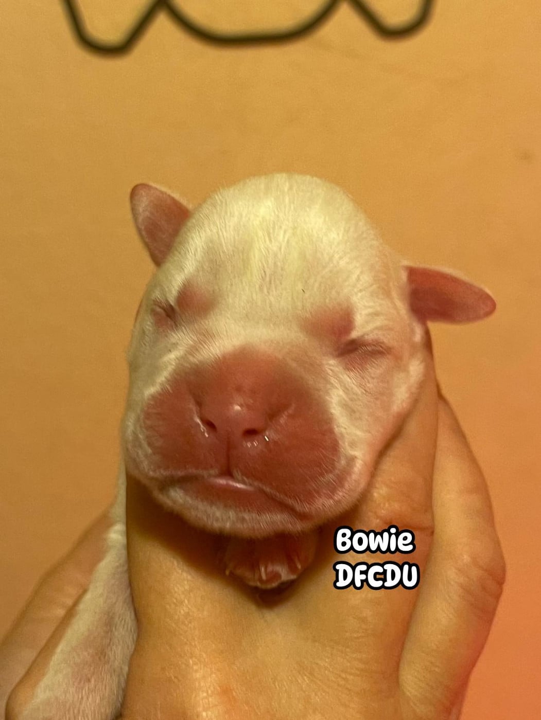 Bowie - Boxer