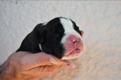 Boxer