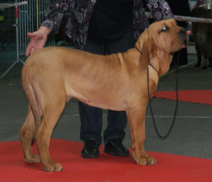 Geronimo du Clan des Brésiliens - meilleur puppy