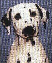 Publication : De la mare aux buis