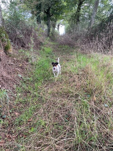 Voyou des cretes du pilat