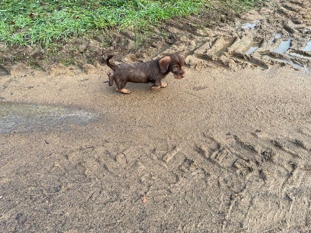 Publication : de l'antre des jacks Auteur : l'antre des jacks