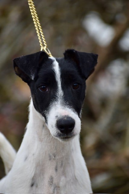 Fox Rebell Vamos a la playa