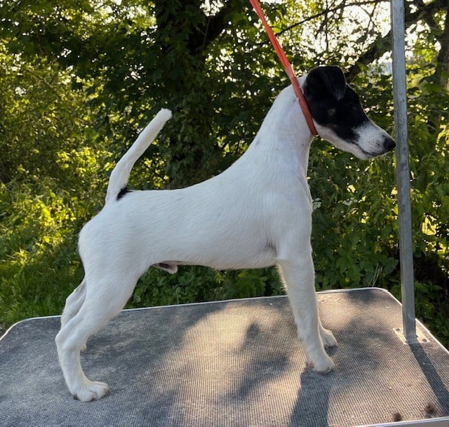 Fox Rebell Vamos a la playa