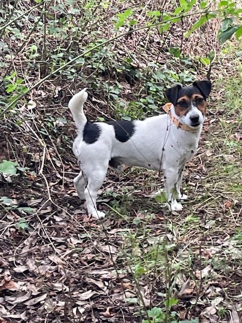 Voyou des cretes du pilat