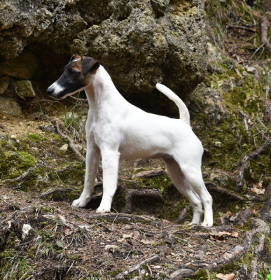 de l'antre des jacks