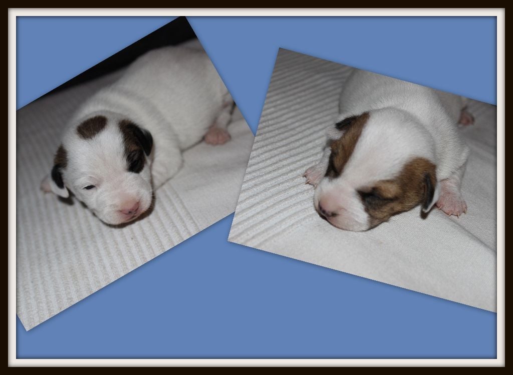 chiot Jack Russell Terrier de l'antre des jacks
