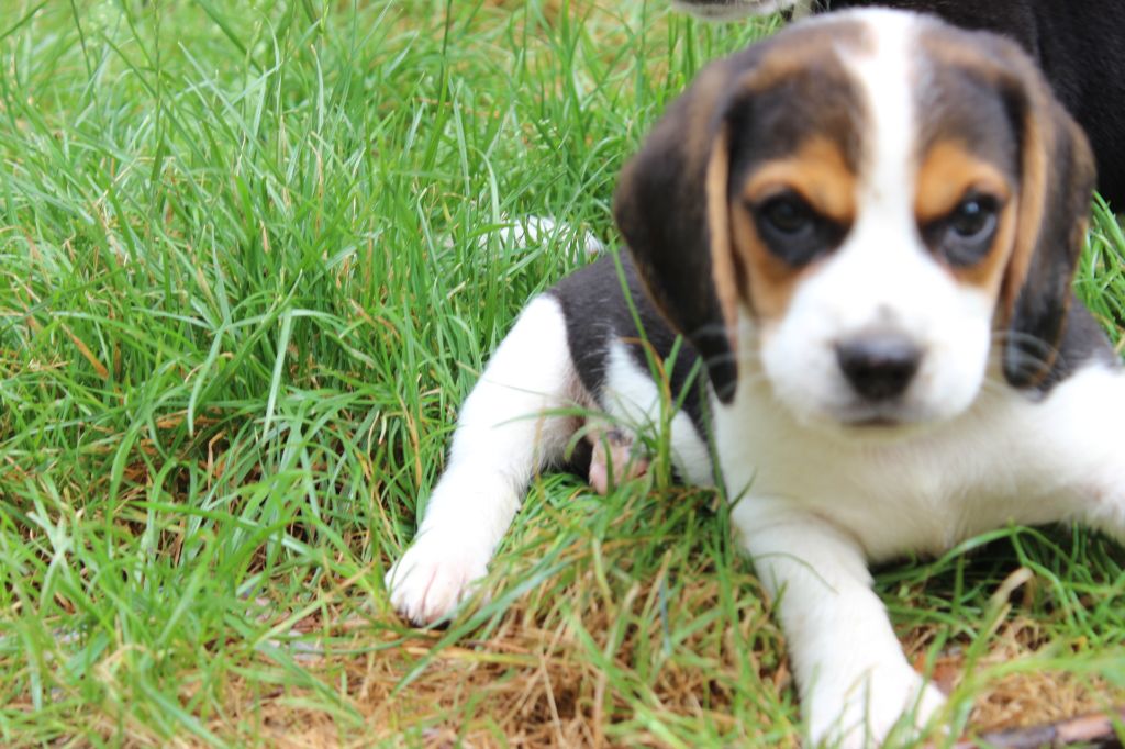 Chiot Beagle Koda Mâle Disponible En Auvergne Rhone Alpes