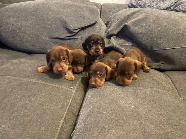 Teckel poil dur - de l'antre des jacks