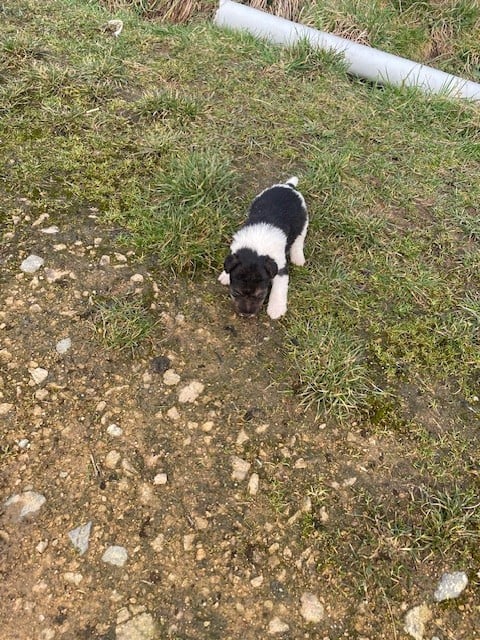 Fox Terrier Poil Dur - de l'antre des jacks