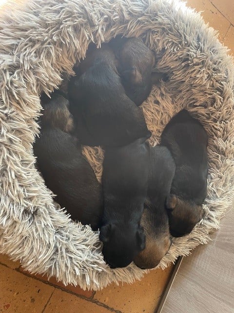 Border Terrier - de l'antre des jacks