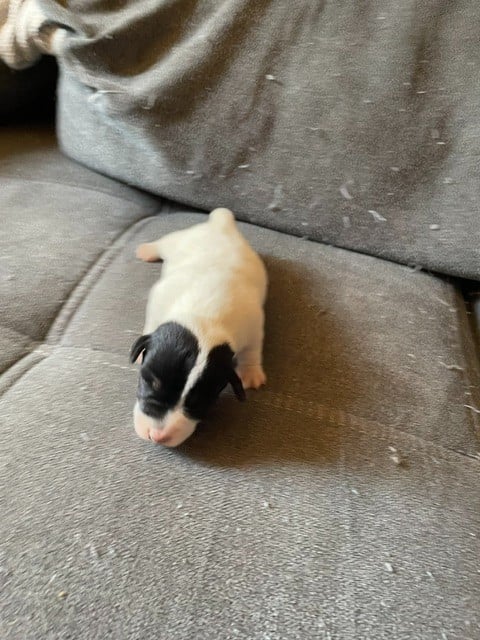 Jack Russell Terrier - de l'antre des jacks