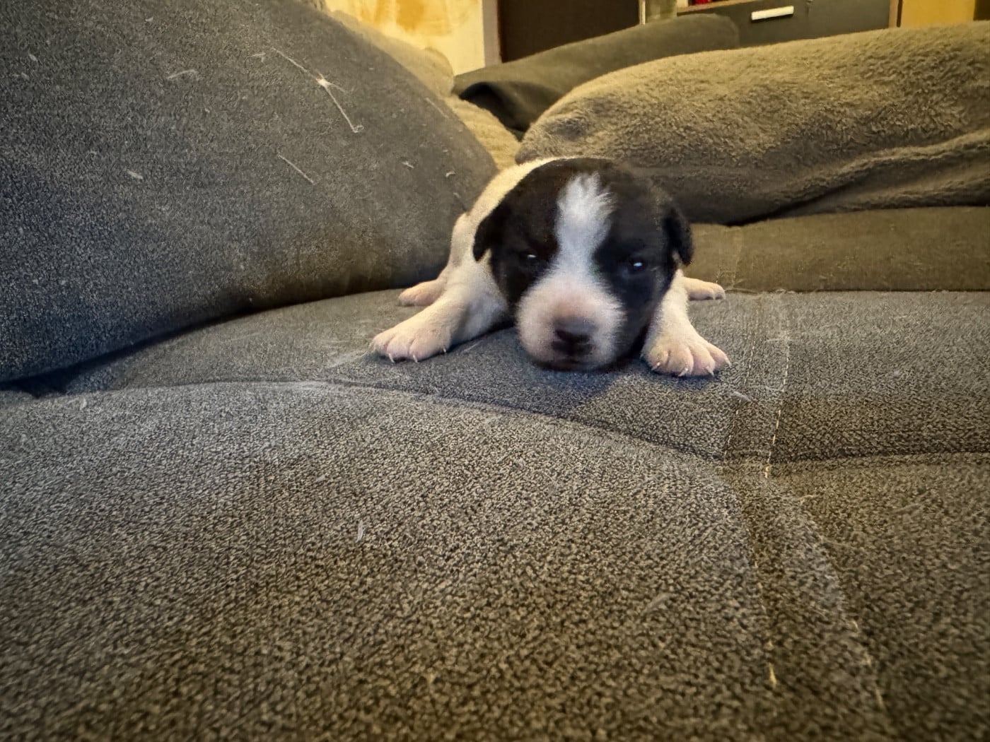 CHIOT 5