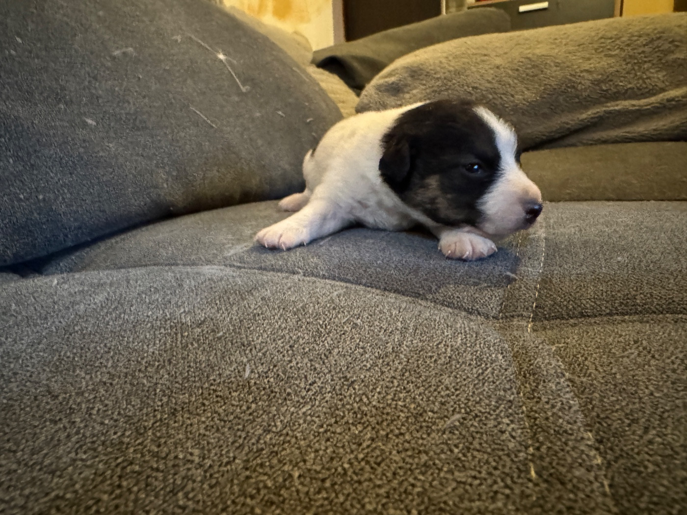 CHIOT 5