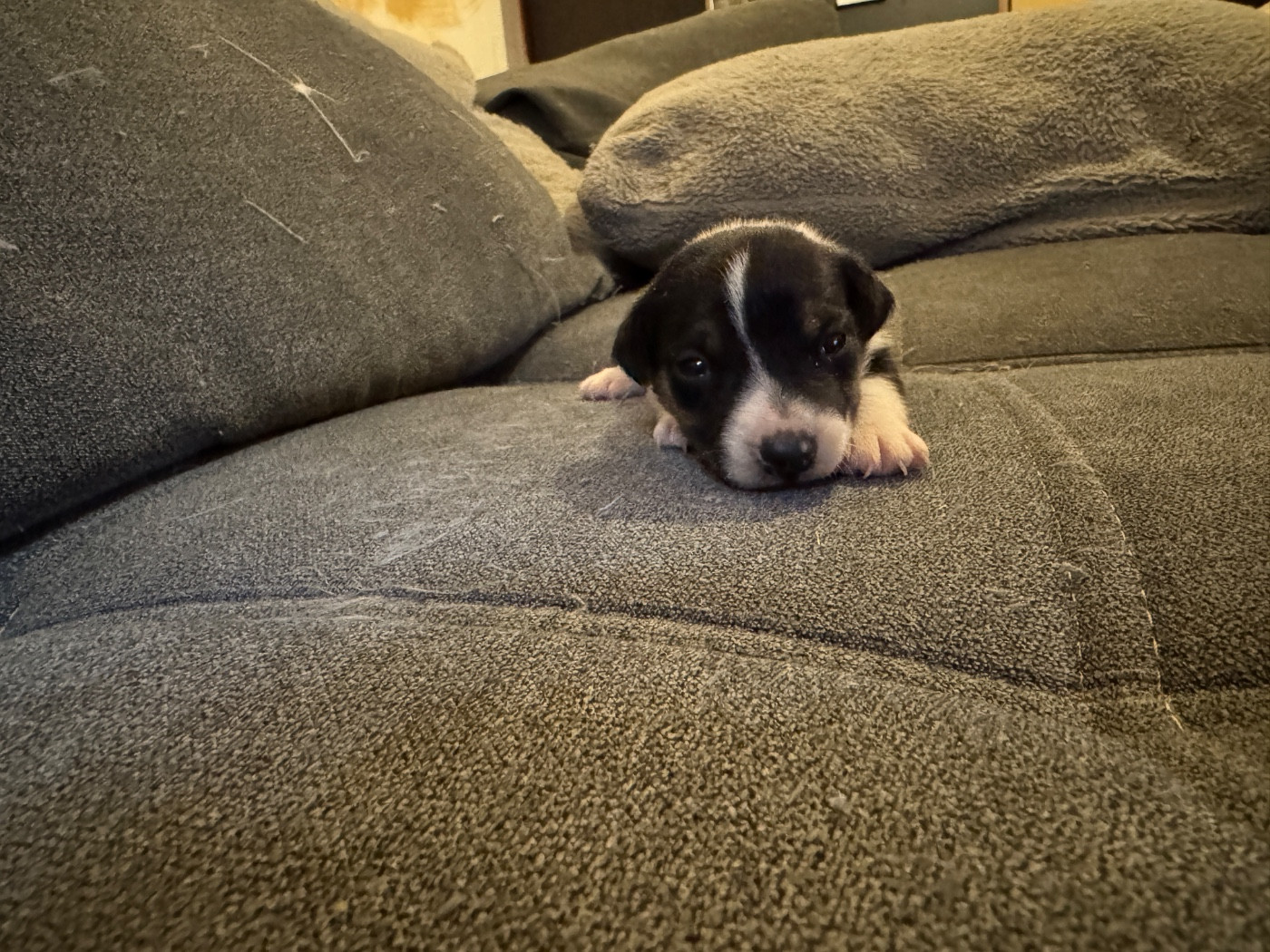 CHIOT 4
