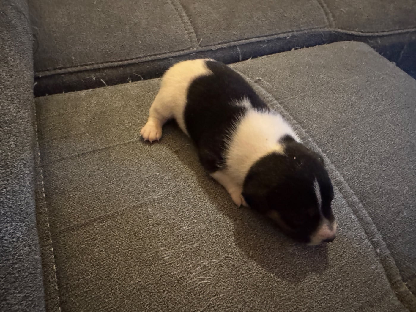 CHIOT 4
