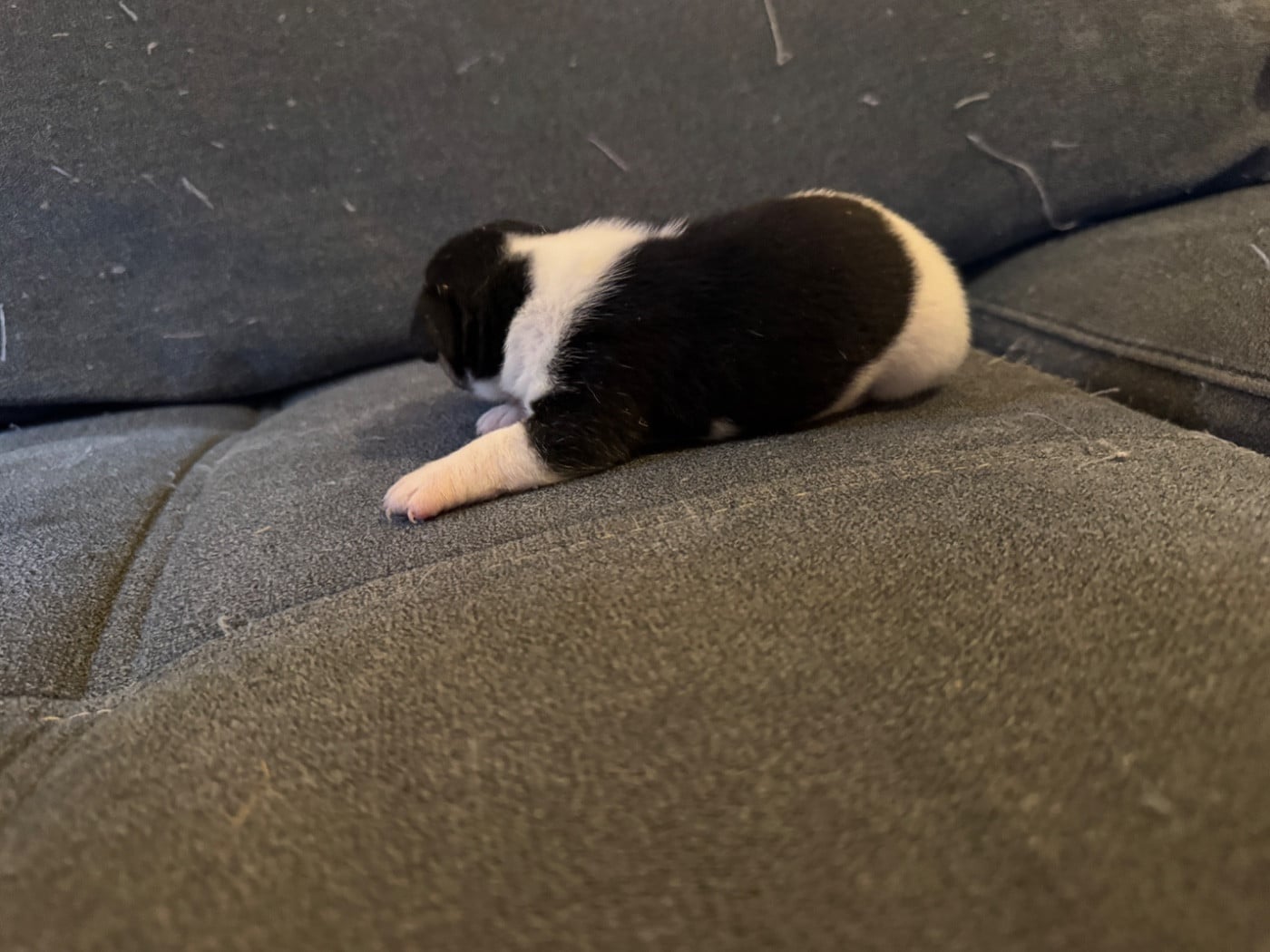 CHIOT 4