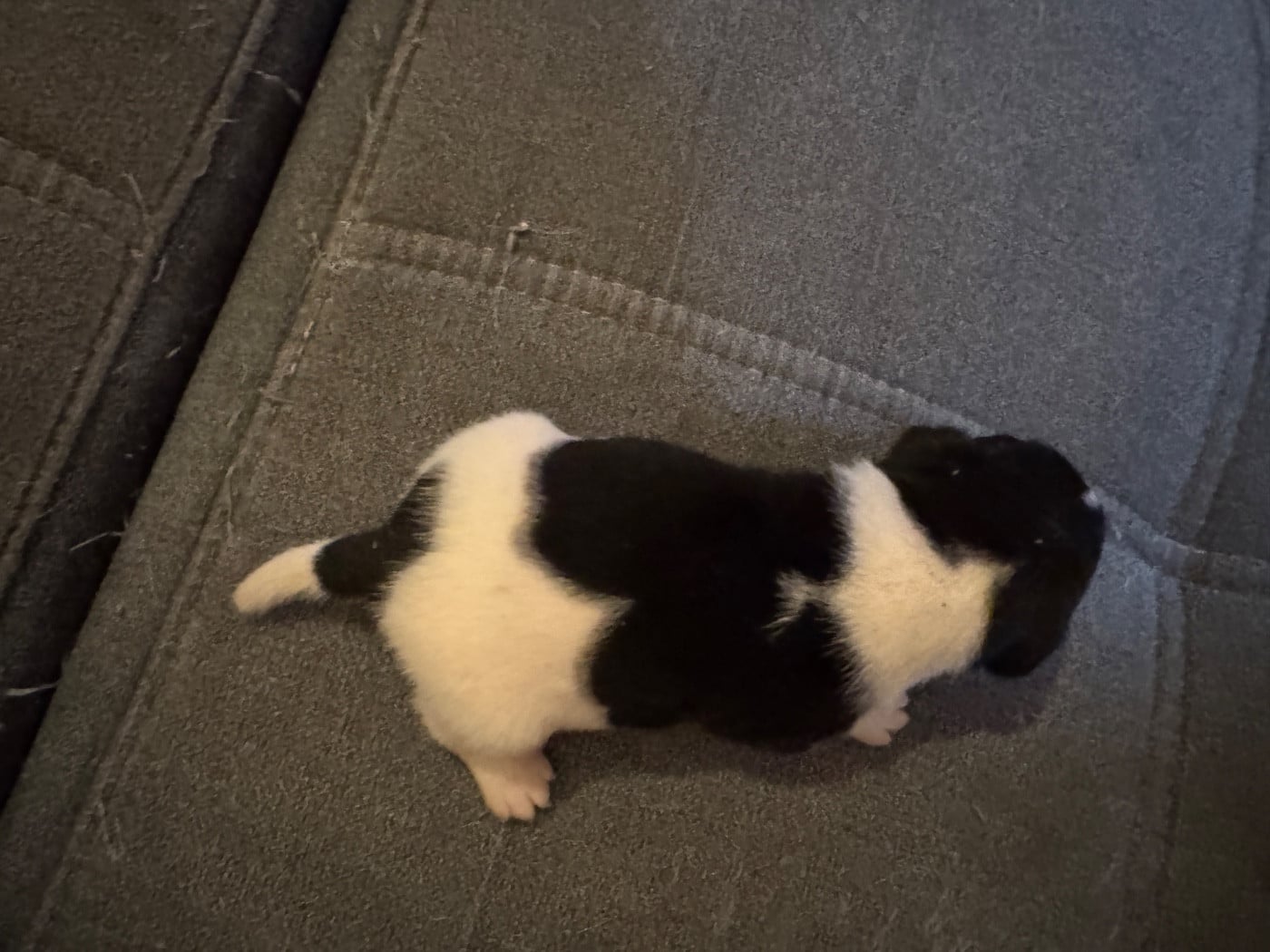 CHIOT 4
