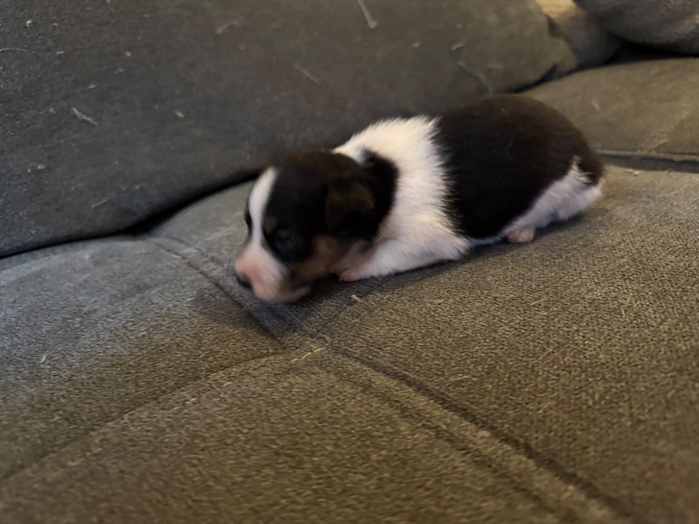 CHIOT 1