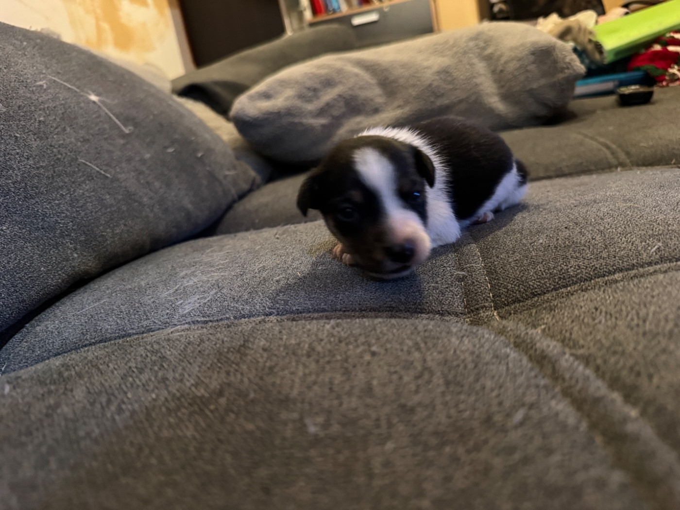 CHIOT 1