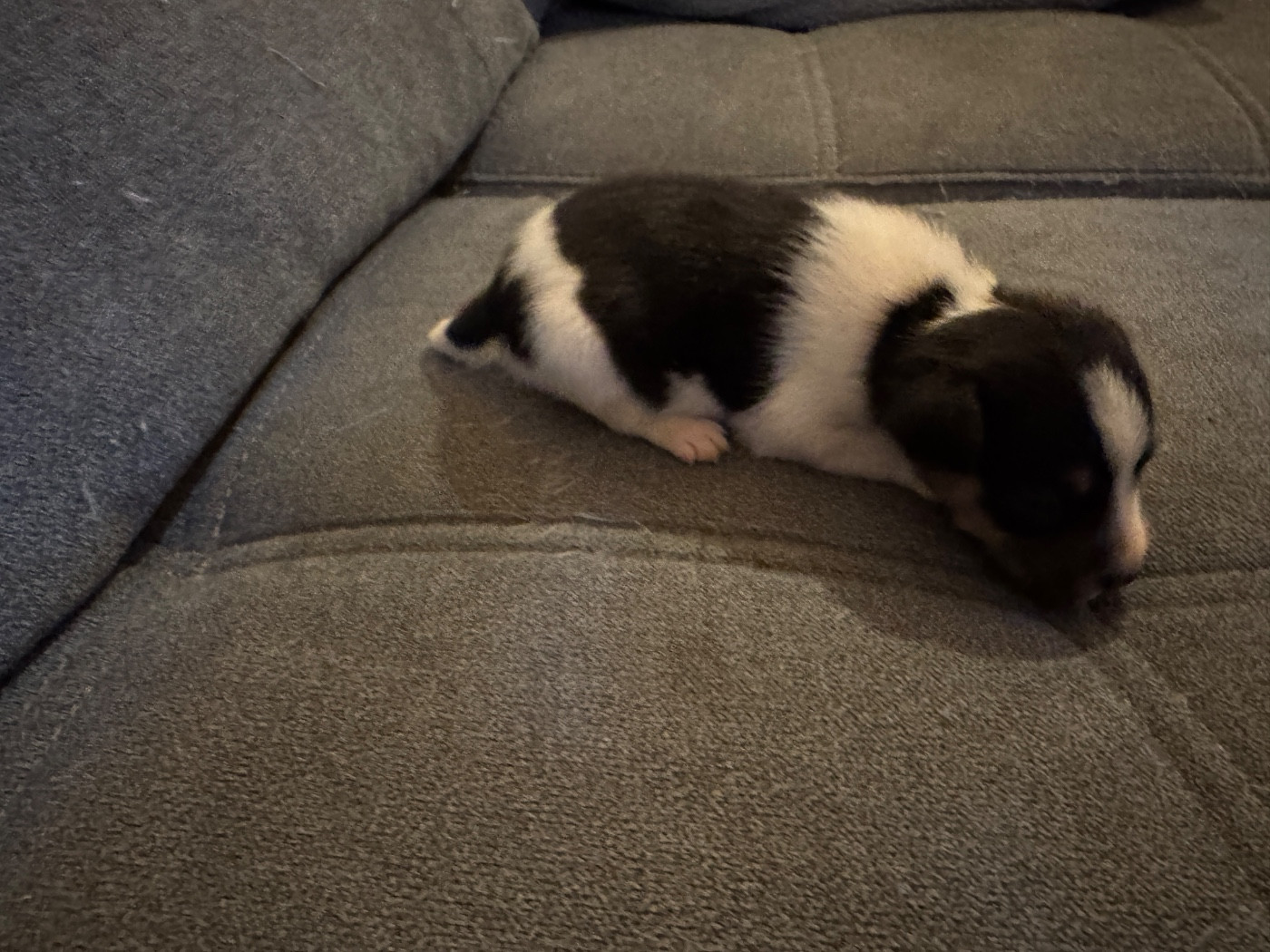 CHIOT 1