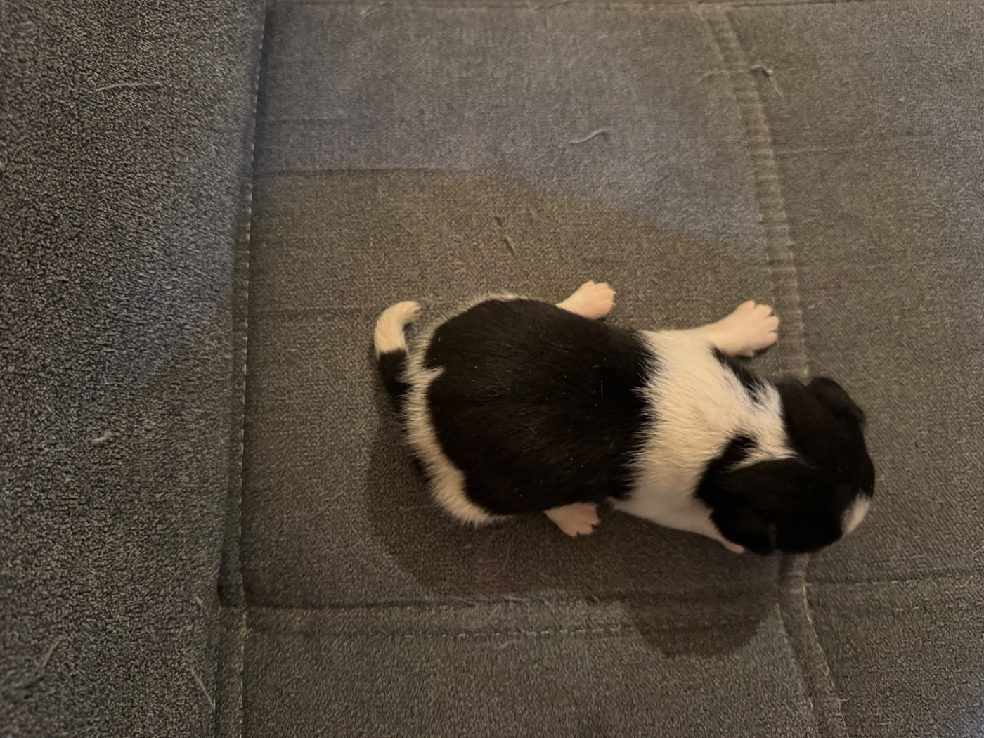 CHIOT 1