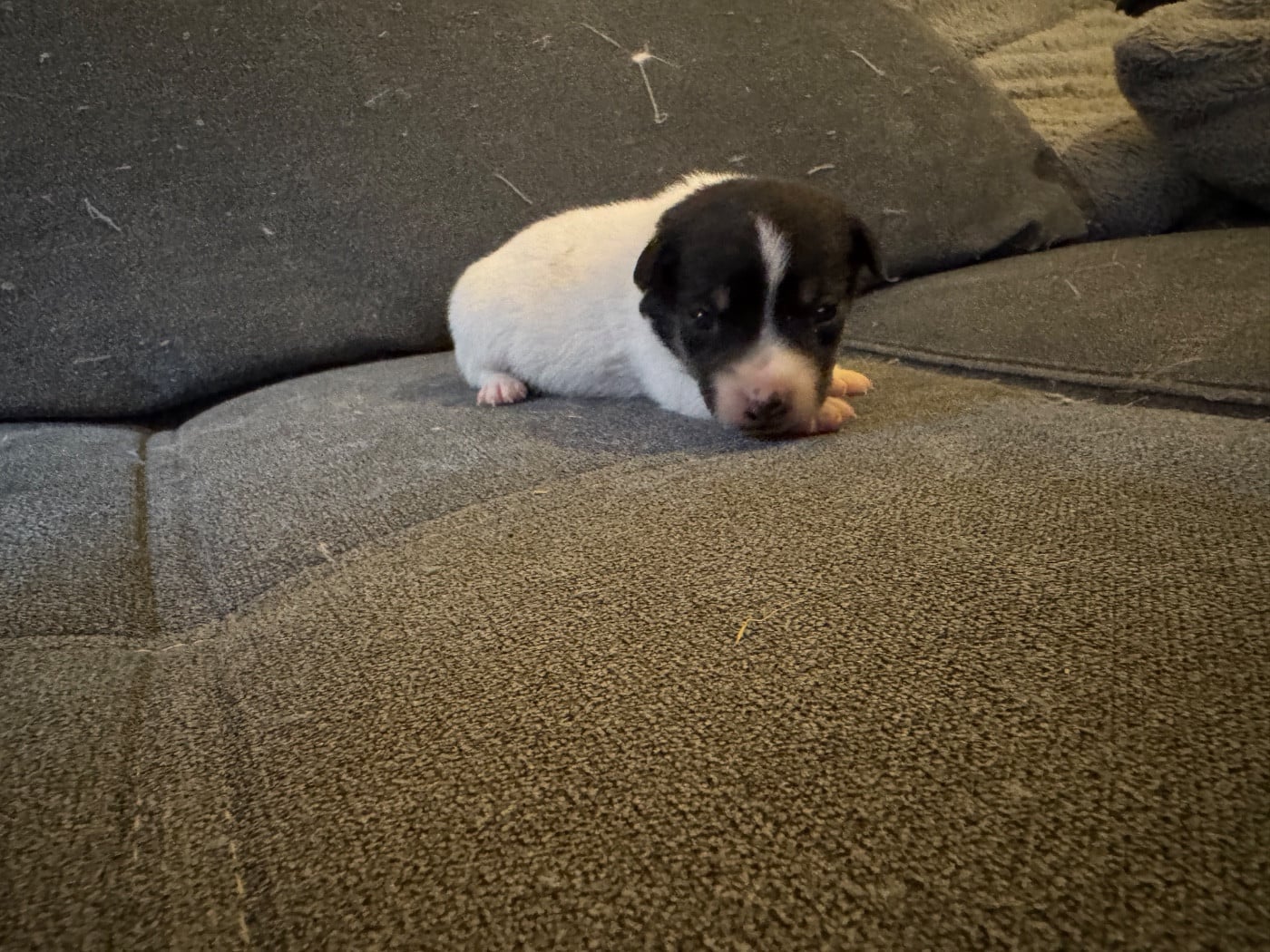 CHIOT 2