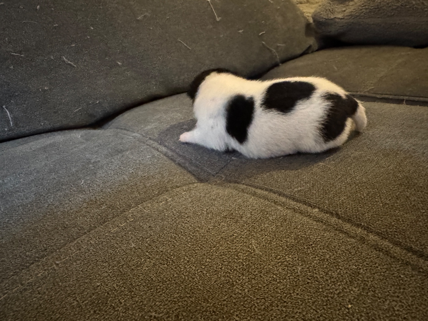 CHIOT 2