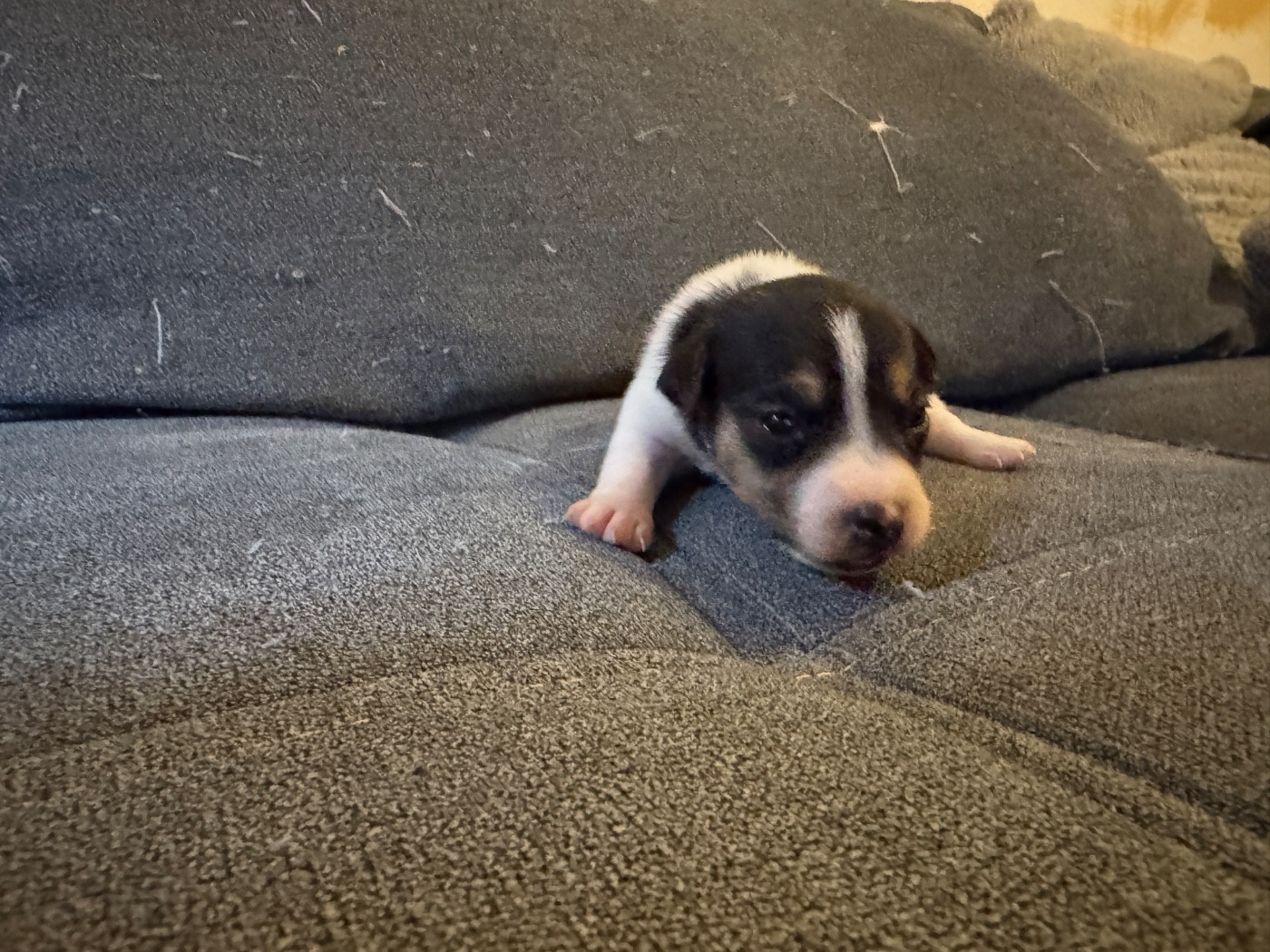 CHIOT 3