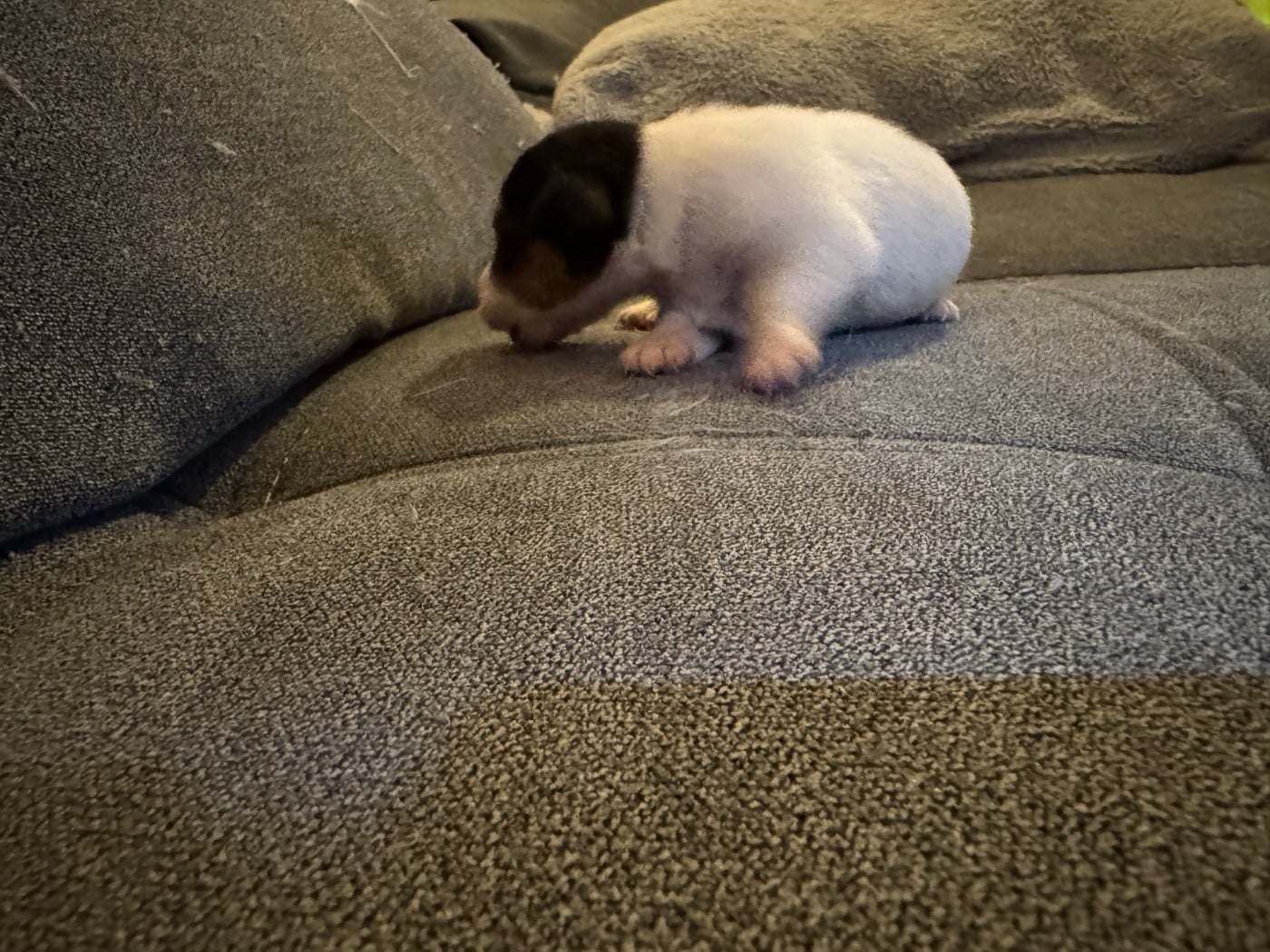 CHIOT 3