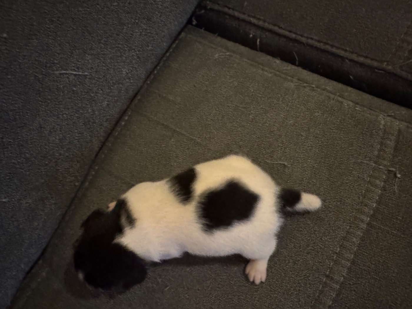 CHIOT 3