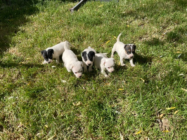 Jack Russell Terrier - de l'antre des jacks