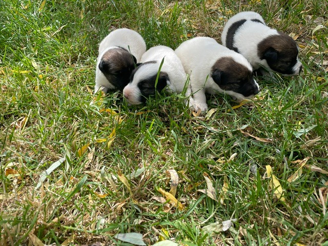 Fox Terrier Poil lisse - de l'antre des jacks