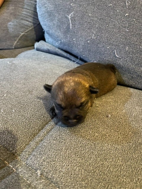Border Terrier - de l'antre des jacks