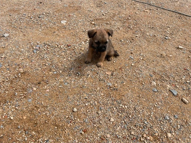 Border Terrier - de l'antre des jacks