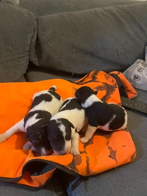 Fox Terrier Poil Dur - de l'antre des jacks