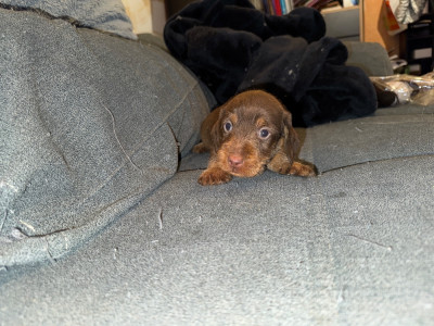 Les chiots de Teckel poil dur