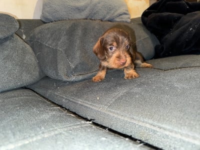 Les chiots de Teckel poil dur