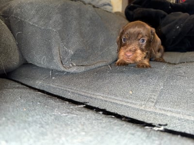 Les chiots de Teckel poil dur