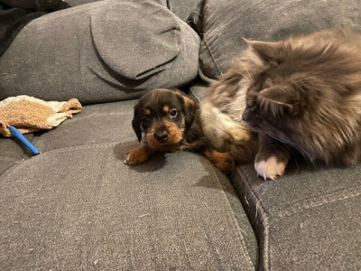 Les chiots de Teckel poil dur