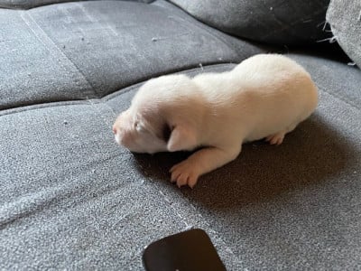 Les chiots de Jack Russell Terrier
