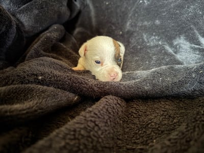 Les chiots de Jack Russell Terrier