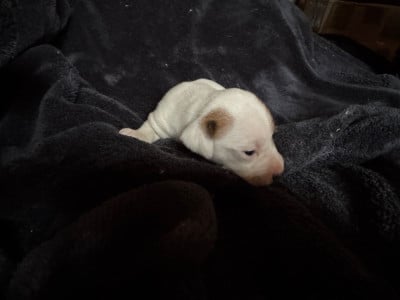 Les chiots de Jack Russell Terrier