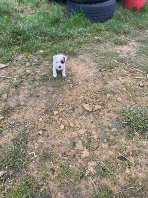 Les chiots de Jack Russell Terrier