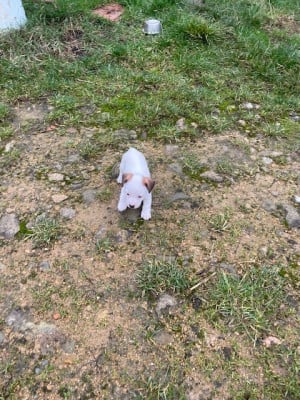 Les chiots de Jack Russell Terrier