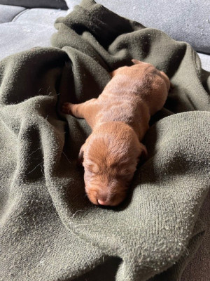 Les chiots de Teckel poil dur