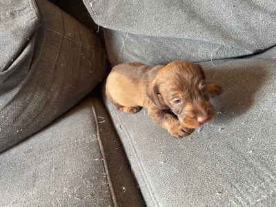 Les chiots de Teckel poil dur