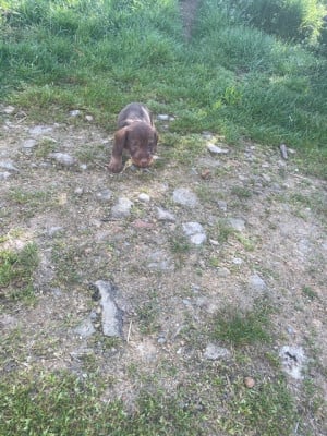 Les chiots de Teckel poil dur