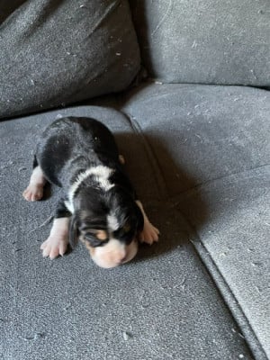 Les chiots de Beagle