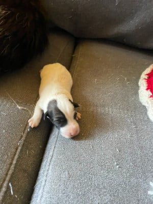 Les chiots de Fox Terrier Poil lisse